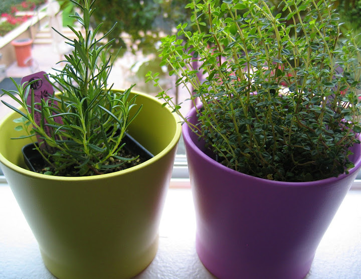 herbs