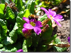 IMG_6989 IMG_6989