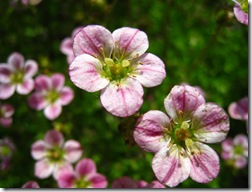 IMG_8015 IMG_8015