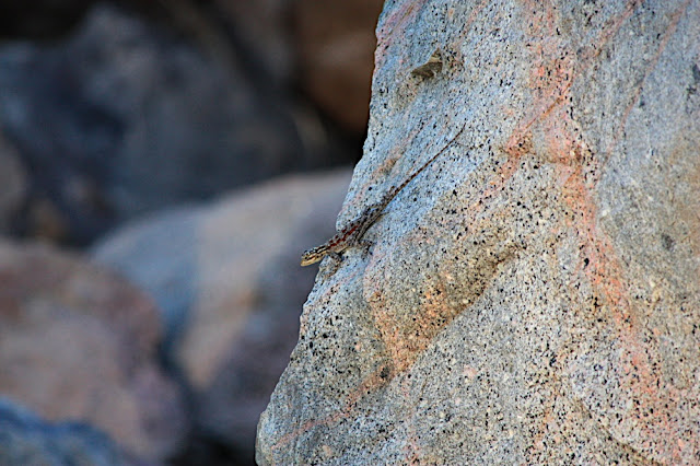 �ivotinje oko kolibe 2