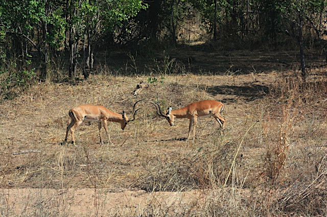 Ruaha 6