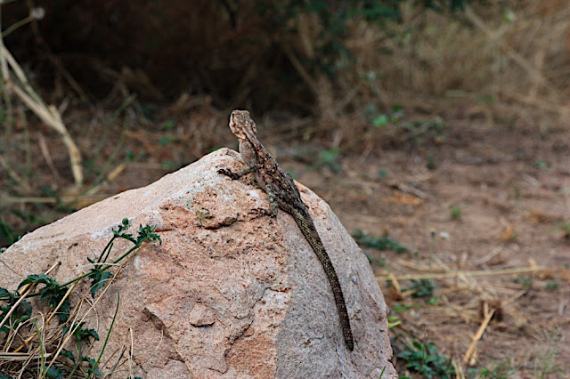 �ivotinje oko kolibe 6