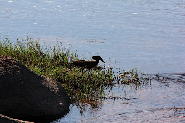 �ivotinje oko kolibe 8