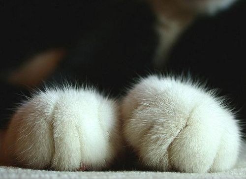 [cat-pa[9].jpg]