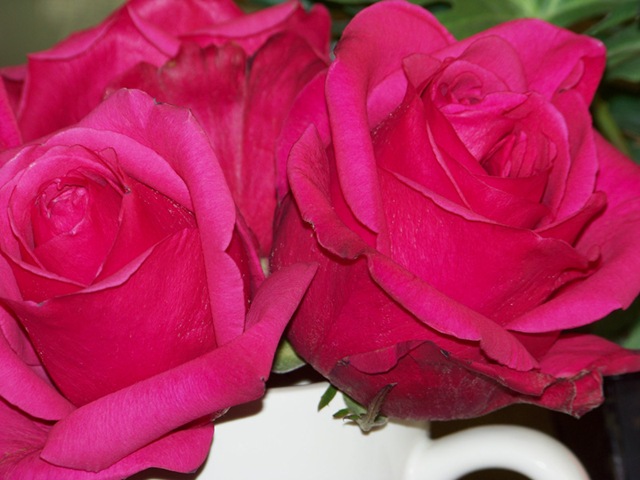 [Rose 7[3].jpg]
