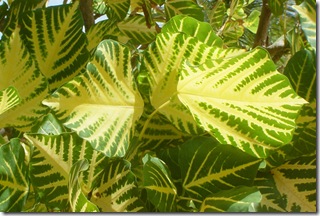 yellow-green leaves