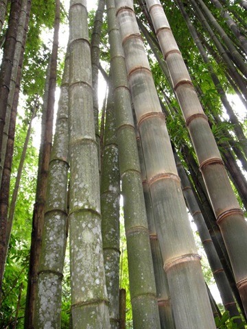 [This bamboo[6].jpg]