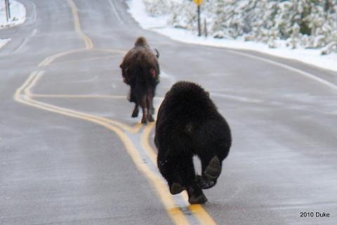 [Bear Chasing Bison Down the Road 06[5].jpg]