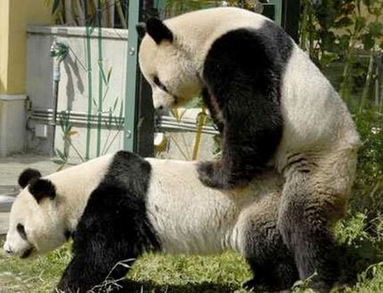 [Giant Pandas[6].jpg]