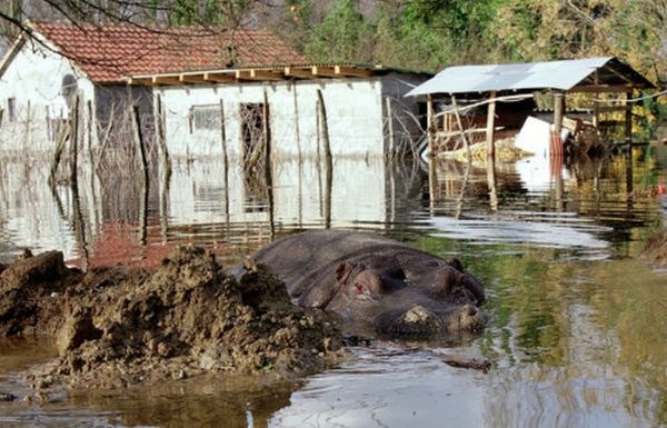 [Hippo escapes from Montenegro zoo 06[8].jpg]