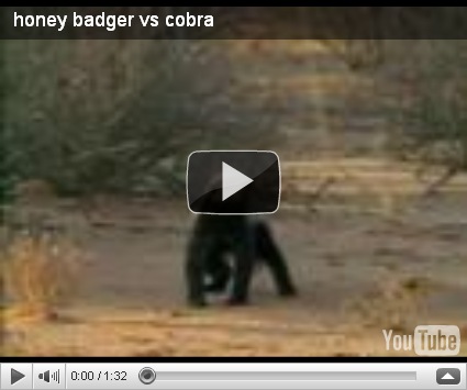 honey badger fighting. Honey Badger