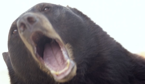 [Man vs. Bear vs. Molars[5].jpg]