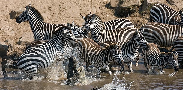 [Nile-Crocodile-lunging-for-Zebra-Mara-River-Masia-Mara-Kenya 01[5].jpg]