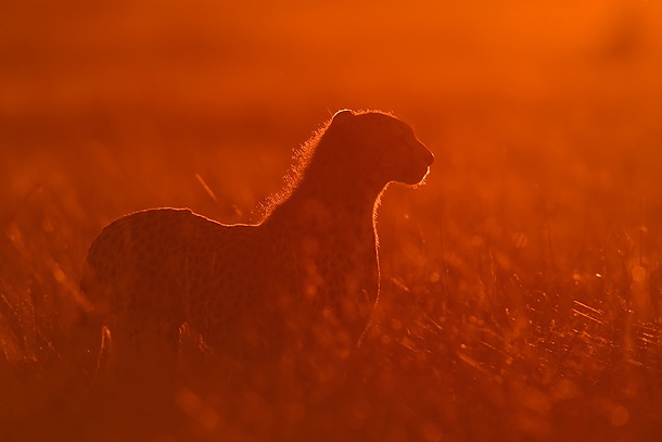 [Cheetah-backlit-at-sunrise-Masai-Mara-Kenya 01[5].jpg]