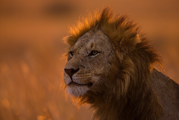 [Male-Lion-portrait-backlit-at-sunrise-Masai-Mara-Kenya 01[5].jpg]