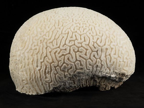 [Brain-coral[5].jpg]