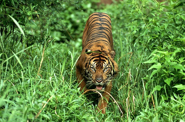 [Sumatran Tiger[5].jpg]
