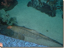 20091120_Aquarium07