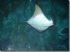 20091120_Aquarium09