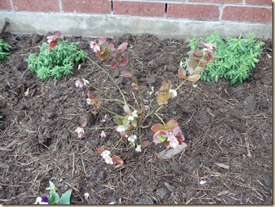20110303_BlueberryBlooms