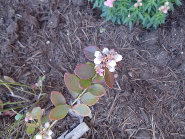 [20110311_Blueberry013.jpg]