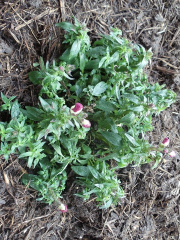 [20110303_Snapdragon033.jpg]