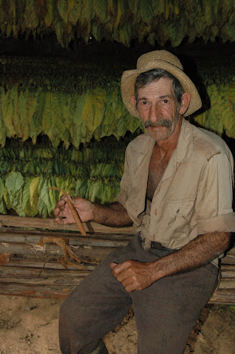 Cigar Puro