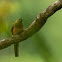 Orange - breasted Trogon 