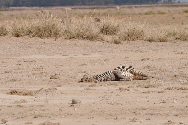 [Africa 2GB 114[2].jpg]