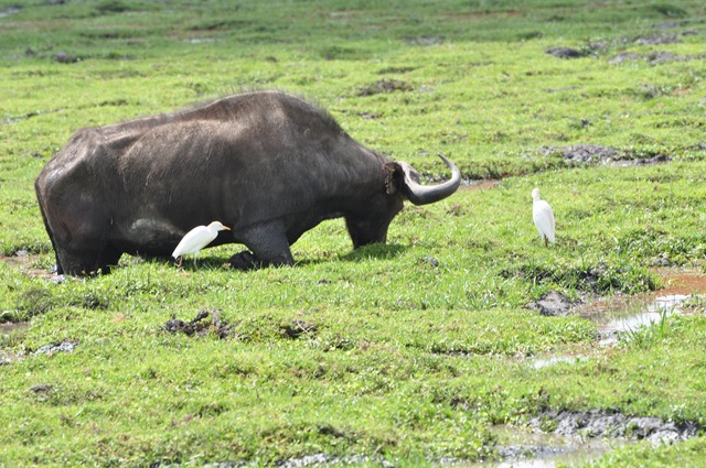 [Africa 2GB 240[2].jpg]