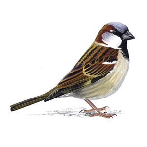 [house sparrow[2].jpg]