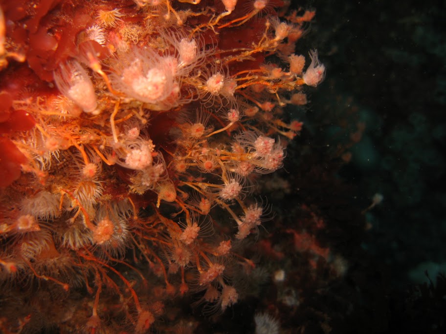 Hydroids