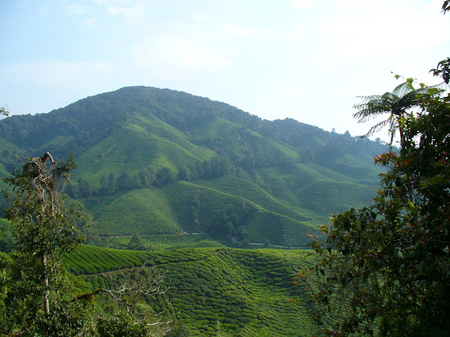 Cameron Highlands - Malaisie
