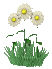 [daisy[2].gif]