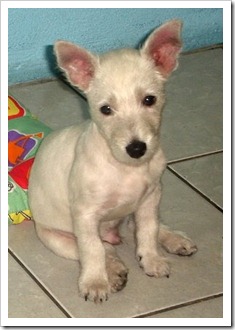 westie (2)