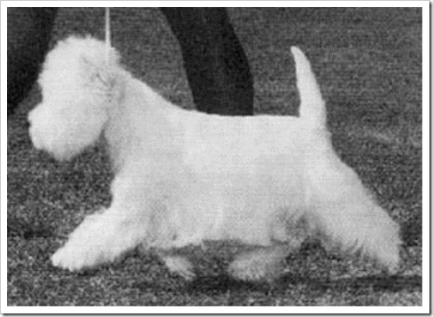 pupdogfn pupdogfn