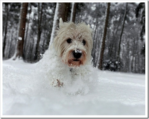 pb-101217-snow-dog-eg.photoblog900