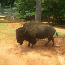 Biodiversity of SouthEastern US