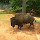 Biodiversity of SouthEastern US