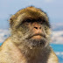 IMG_4553_rw.JPG, Španělsko - Andalusie - Malaga (Gibraltar) - srpen 2008