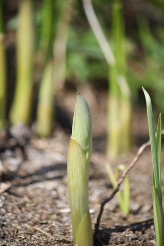 [Kubjelle, Pulsatilla 021[4].jpg]