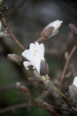 [Magnolia 016[8].jpg]