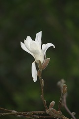 Magnolia 030