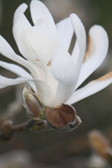 Magnolia 001