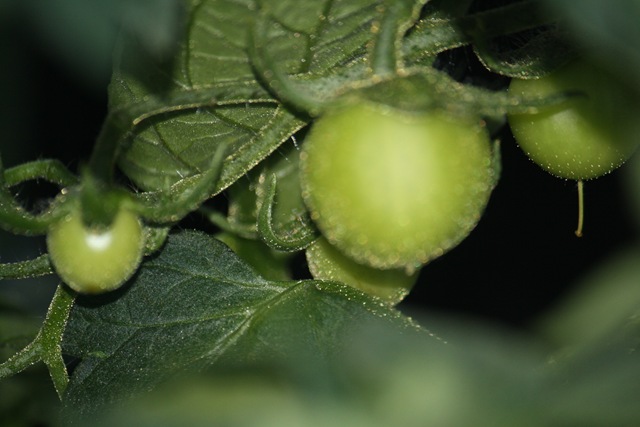 [07.06.2010 073[5].jpg]