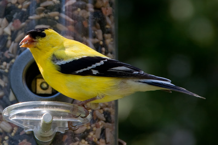 IMAGE: http://lh5.ggpht.com/_K75wcSwuXqU/SfPSn5nW6rI/AAAAAAAAAY0/mmLHoAqkBkI/s720/bird-3.jpg