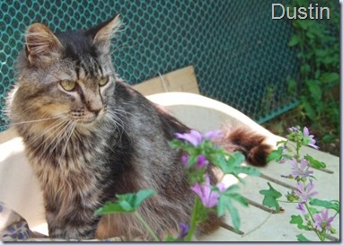 DUSTY