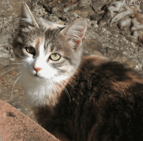 [arley[9].gif]