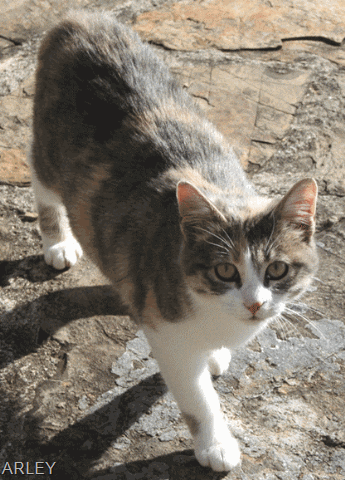 [arley1[6].gif]