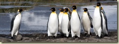 Penguins